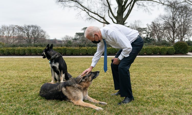 Celebrity Dog Whisperer Cesar Millan Thinks He Can Train Biden’s Dog To Stop Attacking Secret Service Joe Biden Dogs