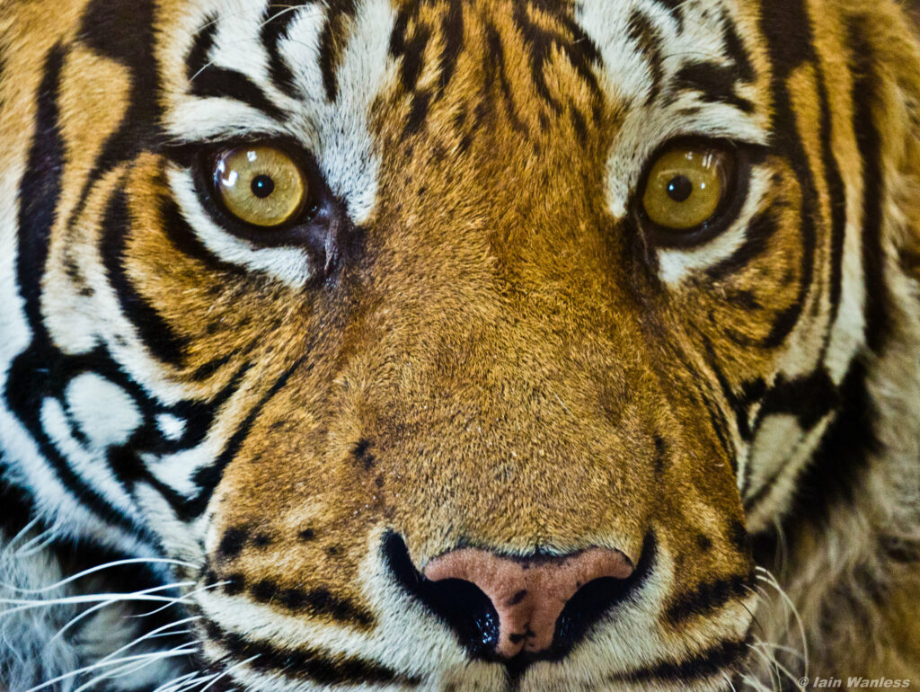 Survivor Guitarist Blasts Nikki Haley For Using ‘Eye Of The Tiger’ During Presidential Campaign Launch Survivor Eye Of The Tiger