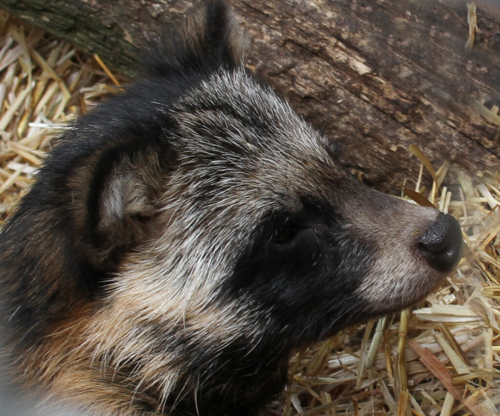 The Internet Doesn’t Believe New Claim That Racoon Dogs Started The Pandemic Racoon Dog